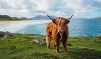 The Hairy Coo image 6